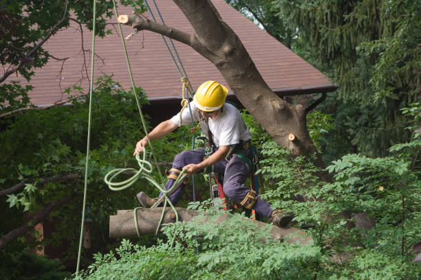 How Our Tree Care Process Works  in  Raven, VA